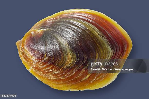 57 Operculum Stock Photos, High-Res Pictures, and Images - Getty Images