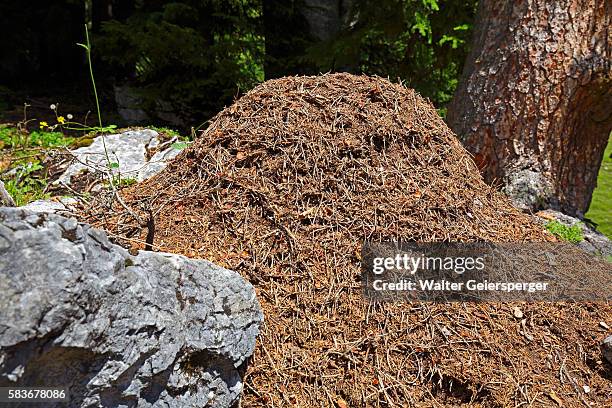 anthill - colony of ants stock pictures, royalty-free photos & images