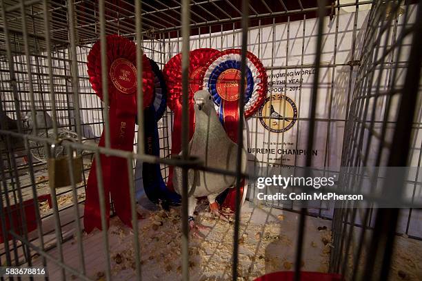 Show Racing Pigeons 299 Racing Pigeon Show Stock Photos, High-Res Pictures, and Images ...
