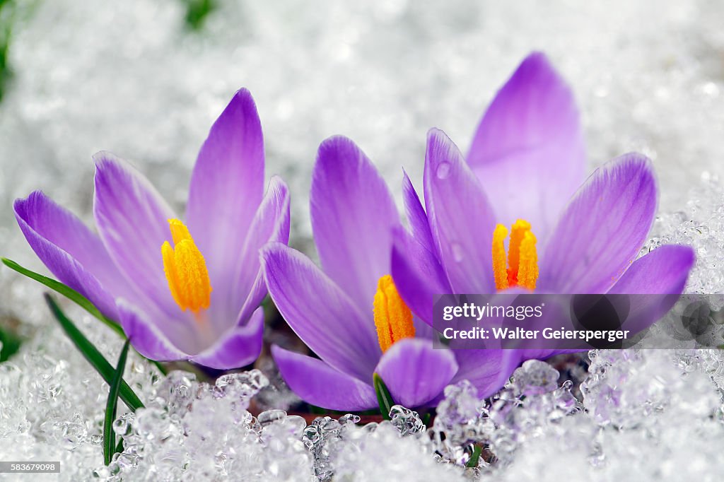 Spring Crocus (Crocus albiflorus)