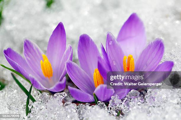 spring crocus (crocus albiflorus) - croco - fotografias e filmes do acervo