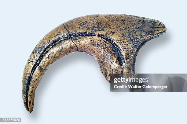 dinosaur claw, fossil - allosaurus stock pictures, royalty-free photos & images