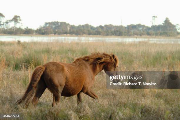 wild horse at chincoteague national wildlife refuge - chincoteague island stock pictures, royalty-free photos & images