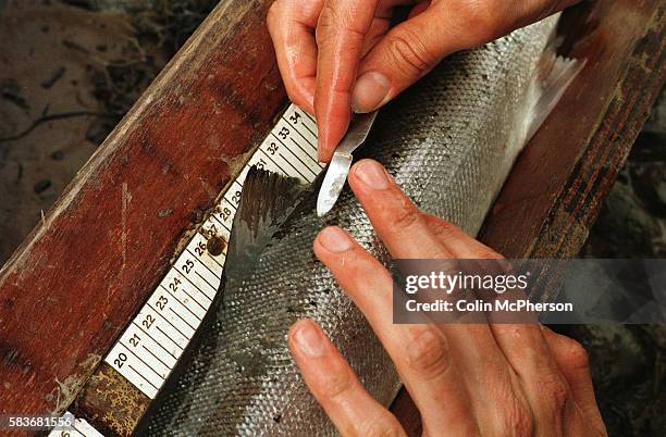 Tagging Rios Fish Tagging Photos and Premium High Res Pictures - Getty Images