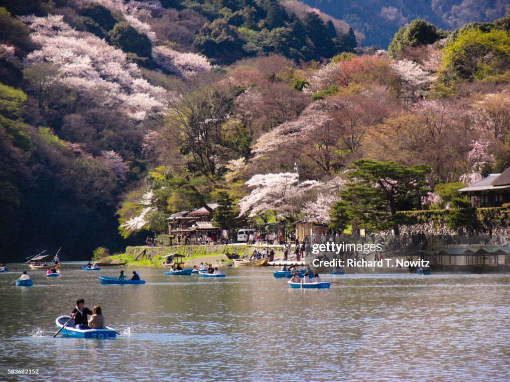 Cherry Blossom Festival at Kamo River in Kyoto