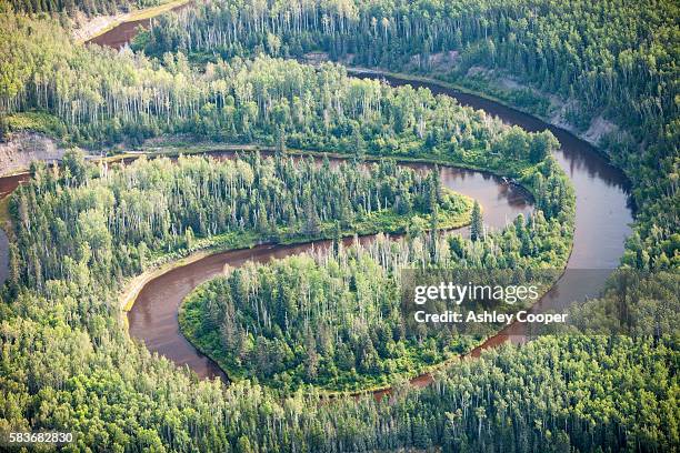 boreal forest in northern alberta, canada near fort mcmurray. - spruce tree stock pictures, royalty-free photos & images