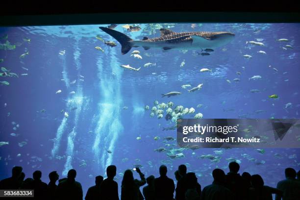 zebra shark at georgia aquarium - atlanta aquarium stock pictures, royalty-free photos & images