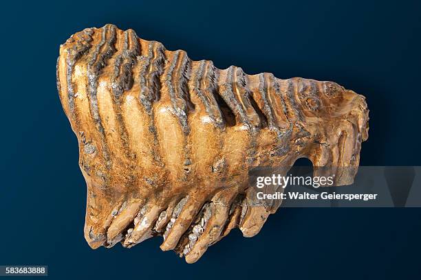 back tooth of a mammoth - woolly mammoth stock pictures, royalty-free photos & images