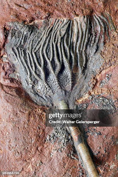 fossilised sea lily, crinoidea - ordovicium stockfoto's en -beelden