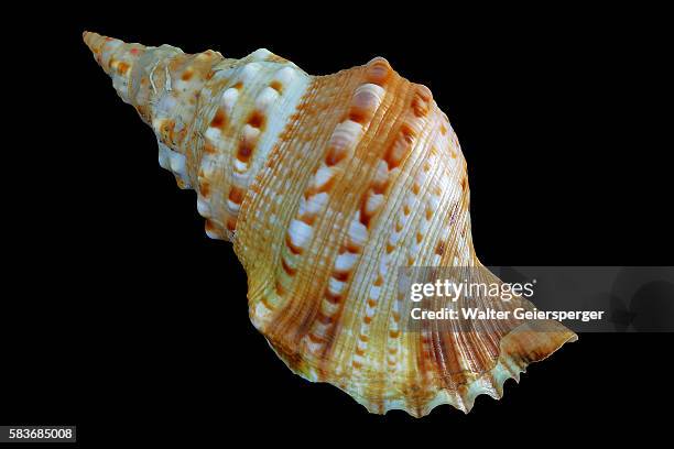 charonia lampas sauliae - sea shells stock pictures, royalty-free photos & images