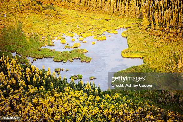 boreal forest and muskeg in northern alberta, canada near fort mcmurray. - fort mcmurray stockfoto's en -beelden