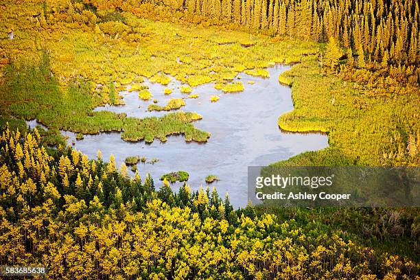 boreal forest and muskeg in northern alberta, canada near fort mcmurray. - fort mcmurray stock pictures, royalty-free photos & images