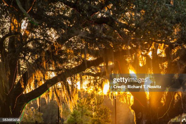 sunset through live oak trees - louisiana stock pictures, royalty-free photos & images