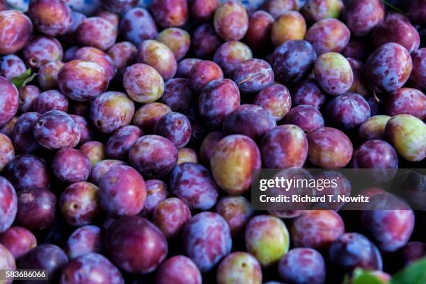 full-frame of damson plums. - plum bildbanksfoton och bilder