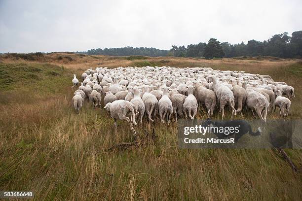flock on the move - troupeau-de-moutons photos et images de collection