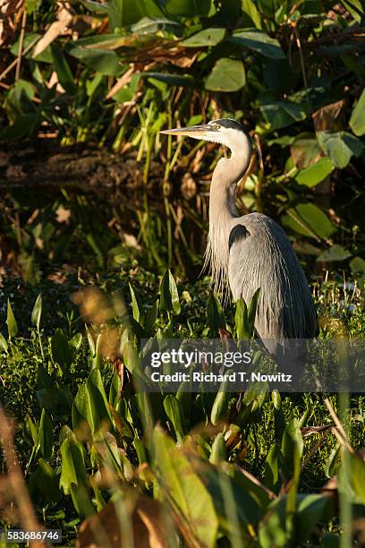 brown herron (botauras lentiginosus) - tarabuso americano foto e immagini stock