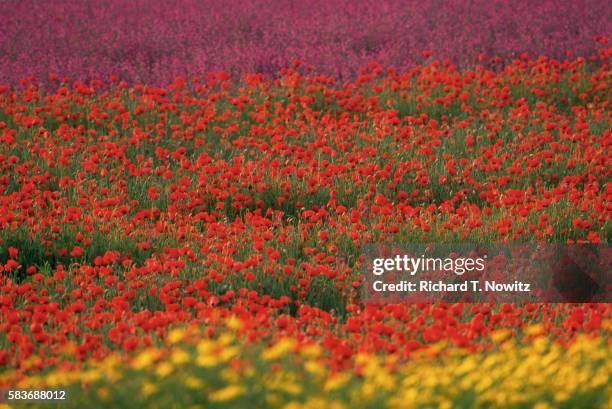 red poppies in israel - papoulas imagens e fotografias de stock