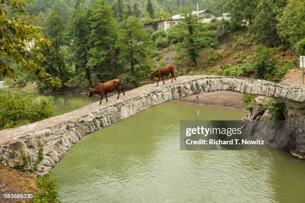 cows crossing makhuntseti bridge - georgian photos et images de collection