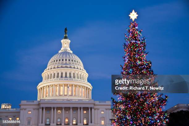 us capitol building and christmas tree at dusk - us capitol christmas tree stock pictures, royalty-free photos & images