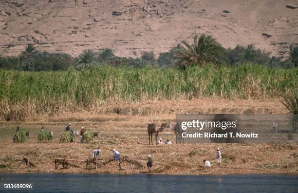 sugar cane harvest along nile - nile river stock pictures, royalty-free photos & images