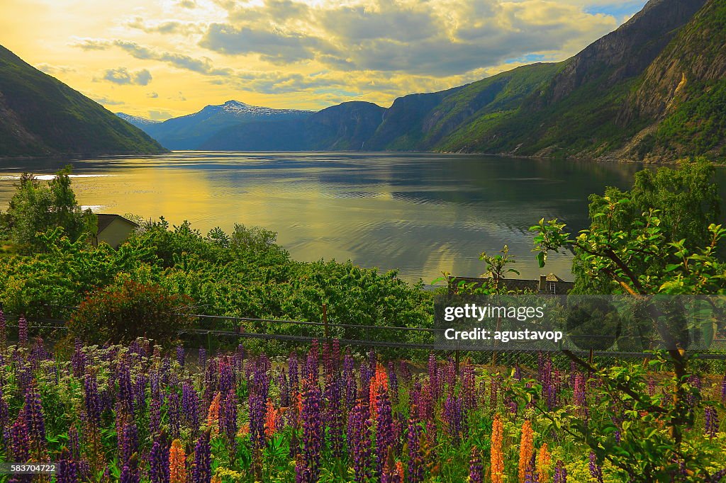 Idyllic fjord landscape reflection, lupine flowerbed, dramatic sunset, Norway, Scandinavia