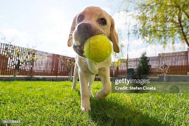 come and play with me - dog and ball photos et images de collection