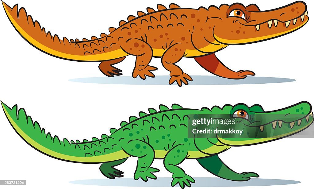 Florida Alligator