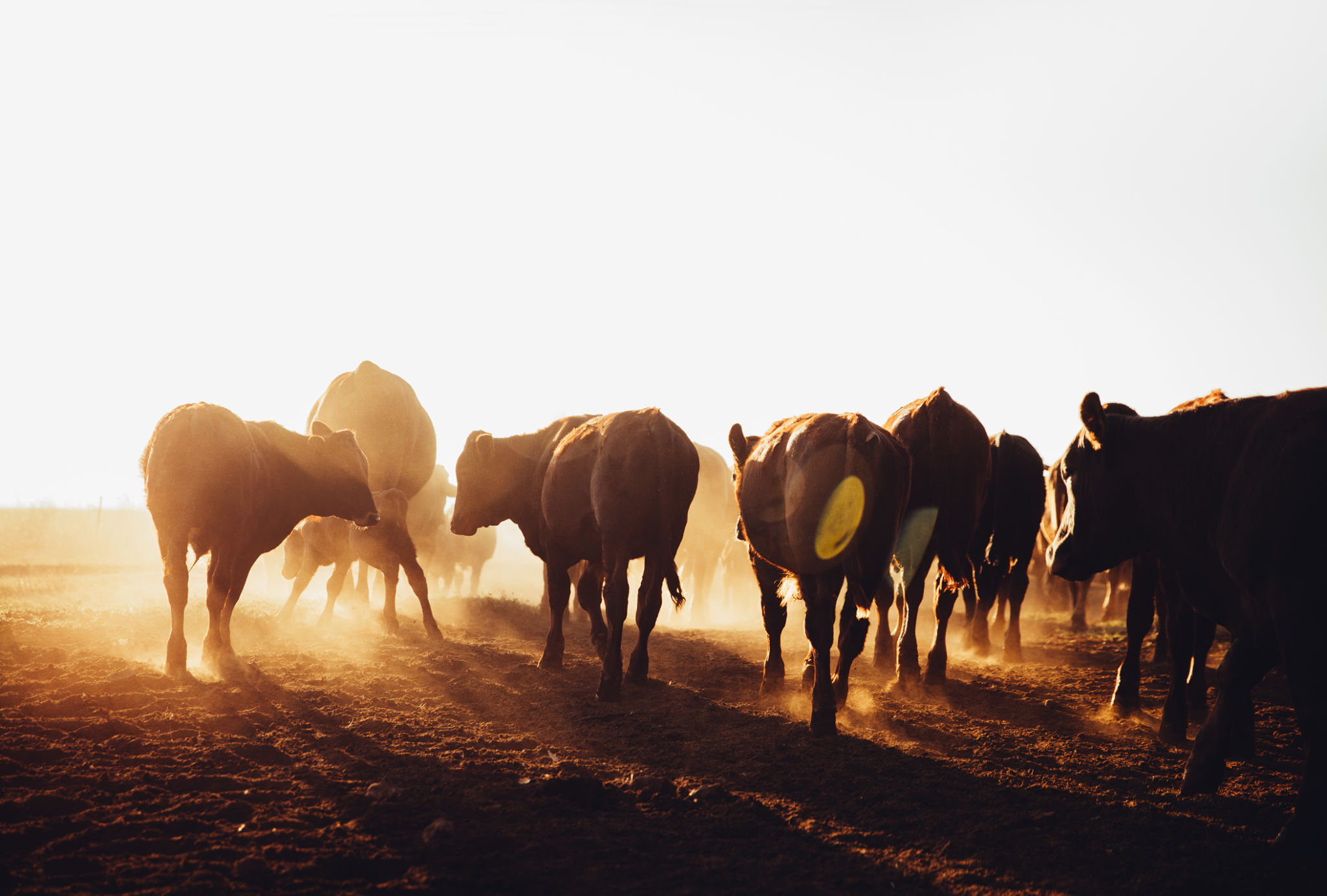 sustainable beef
