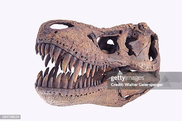 tyrannosaurus rex skull - t rex fossil stock pictures, royalty-free photos & images