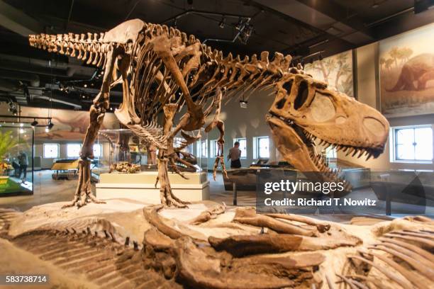 tyrannosaurs rex dinosaur - animal skeleton stock pictures, royalty-free photos & images