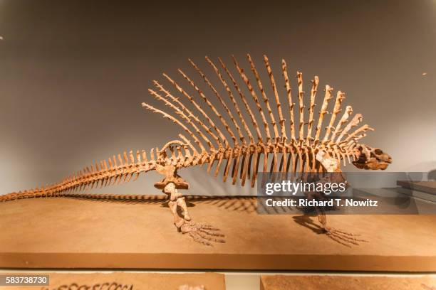 edaphosaurids skeleton - dinosaur museum stock pictures, royalty-free photos & images