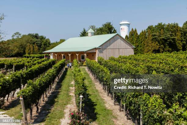 cabernet sauvignon grape vines - cape may ストックフォトと画像