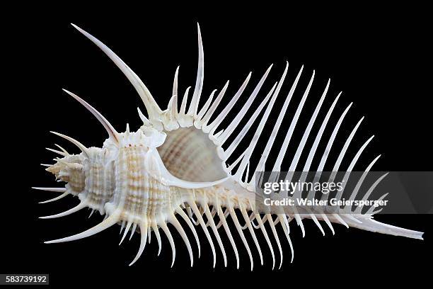 Comb Snail Shell Murex Snail Photos and Premium High Res Pictures - Getty Images