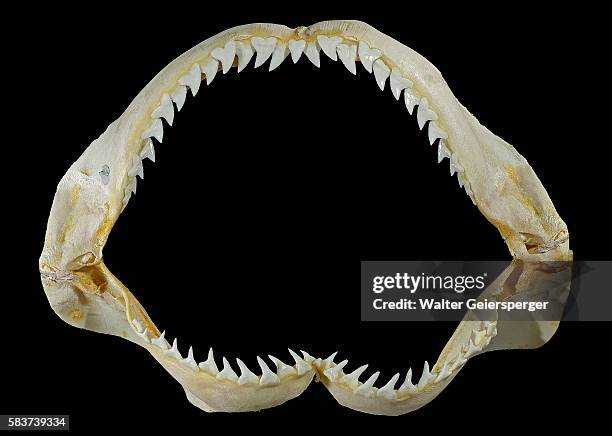 teeth of a bull shark (carcharhinus leucas) - animal teeth stockfoto's en -beelden