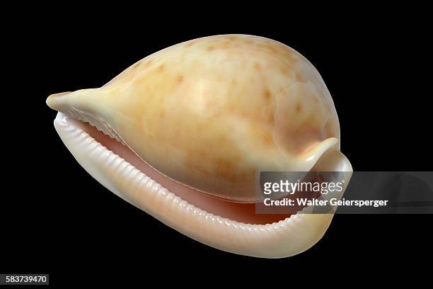 cypraea armeniaca, sea snail - cowrie shell stock pictures, royalty-free photos & images