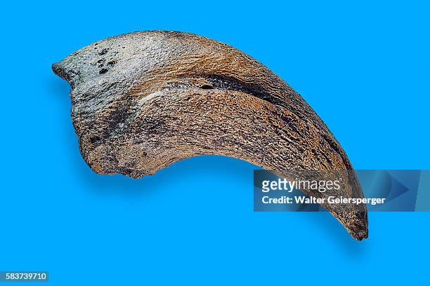 tyrannosaurus rex toe claw - t rex fossil stock pictures, royalty-free photos & images