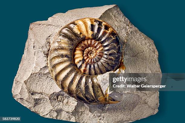 ammonite, fossil - ammonite stock pictures, royalty-free photos & images