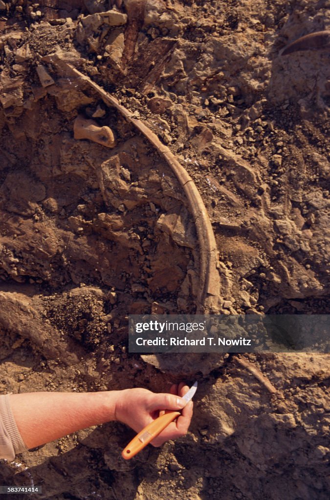 Excavating Dinosaur Bone