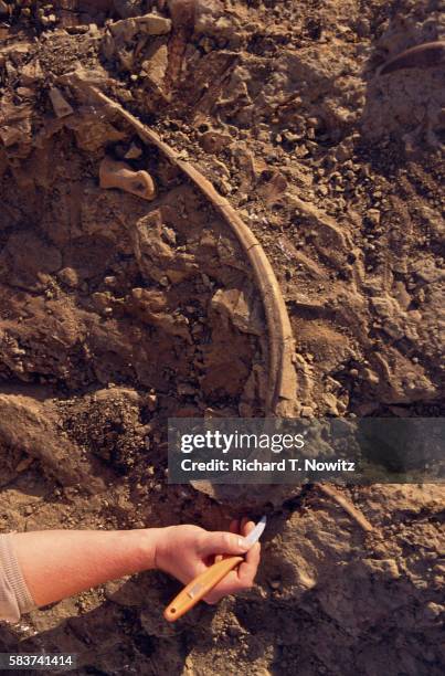 excavating dinosaur bone - paleontologia imagens e fotografias de stock