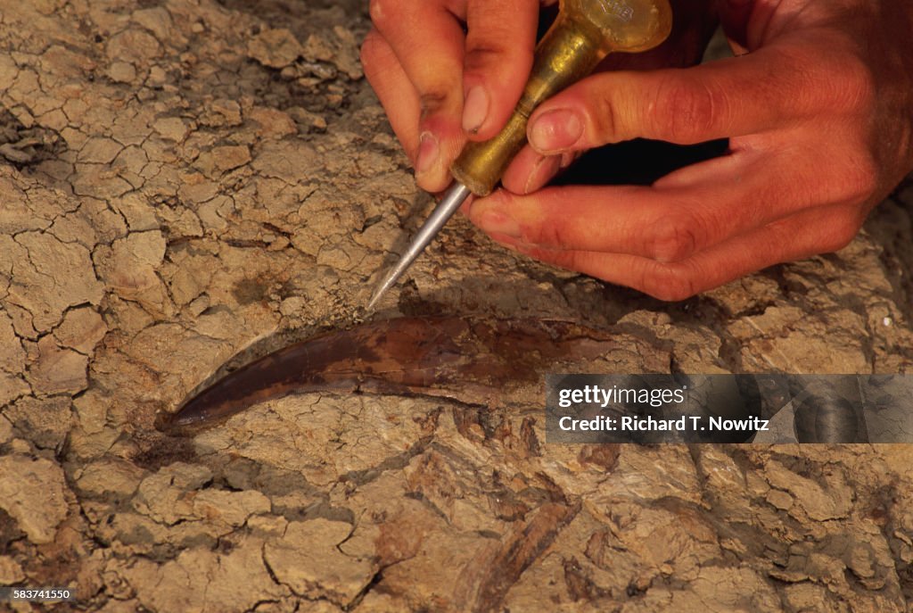 Excavating Dinosaur Tooth