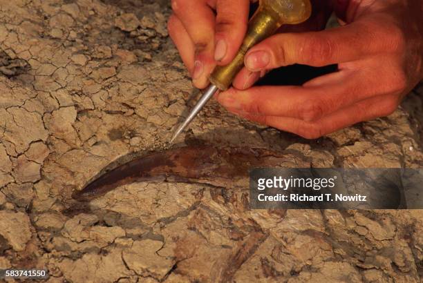 excavating dinosaur tooth - archaeological remains stock pictures, royalty-free photos & images