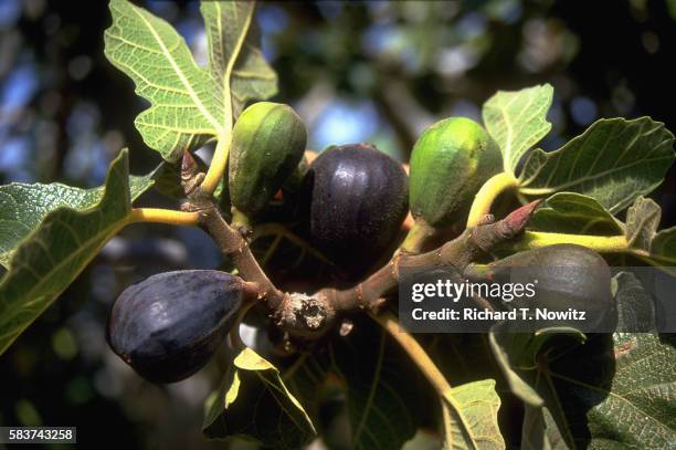 fig tree in israel - fig tree fotografías e imágenes de stock