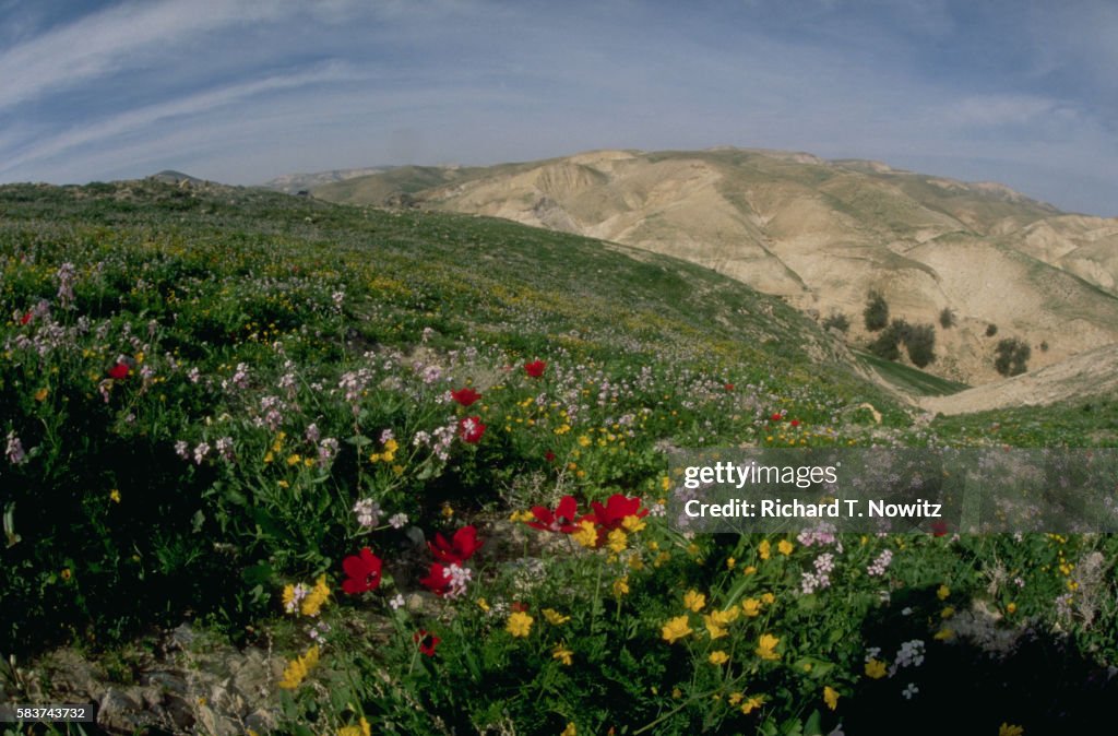 Jewish Nature Spring Spring Flowers In The Judean Desert High-Res Stock Photo - Getty Images