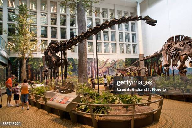 dinosaur exhibit at carnegie museum in pittsburgh - diplodocus stockfoto's en -beelden