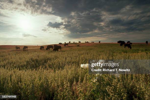 bison on the prairie - great plains stock pictures, royalty-free photos & images