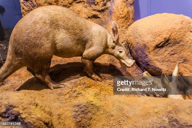 aardvark diorama in the field museum chicago - ameisenbär stock-fotos und bilder