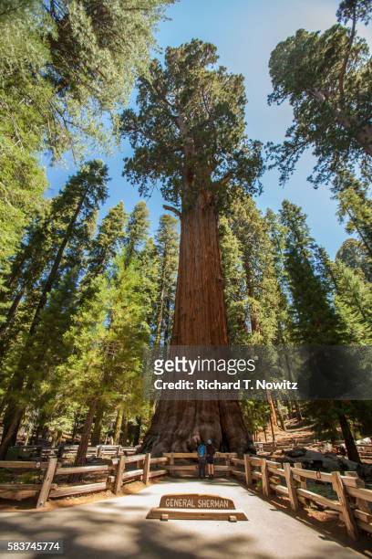 sequoia national park - sequoia - fotografias e filmes do acervo