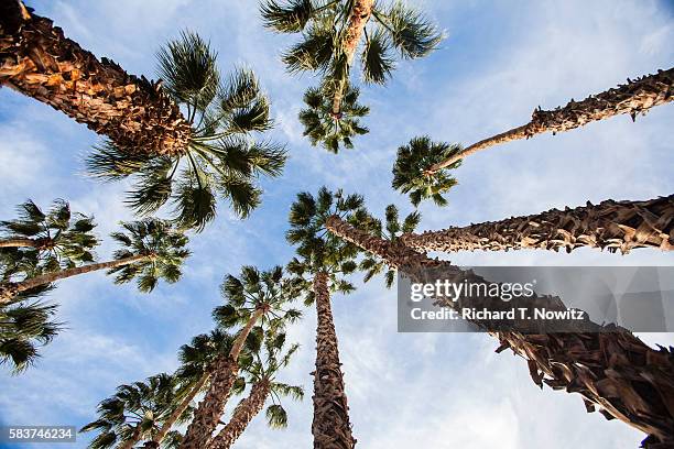 california fan palms - california fan palm tree stock pictures, royalty-free photos & images