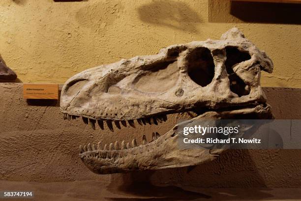 albertosaurus skull at royal tyrrell museum - albertosaurus stock pictures, royalty-free photos & images