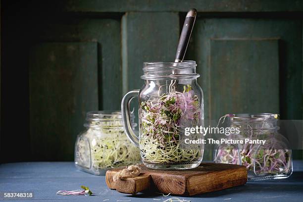 fresh garlic and radish sprouts in glass mason jars - mason jar stock pictures, royalty-free photos & images